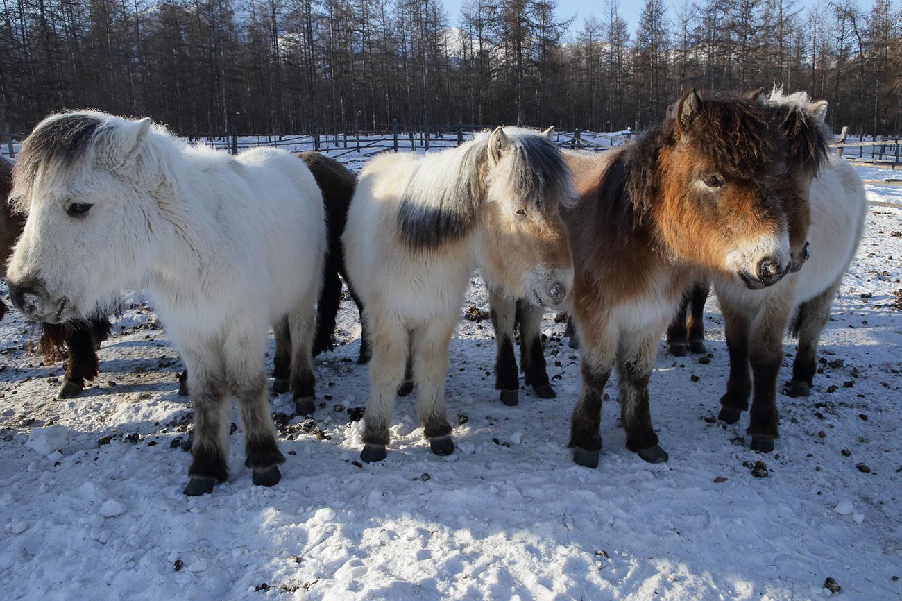 Os cavalos mais resistentes à geada vivem na Iakútia FOTOS Russia