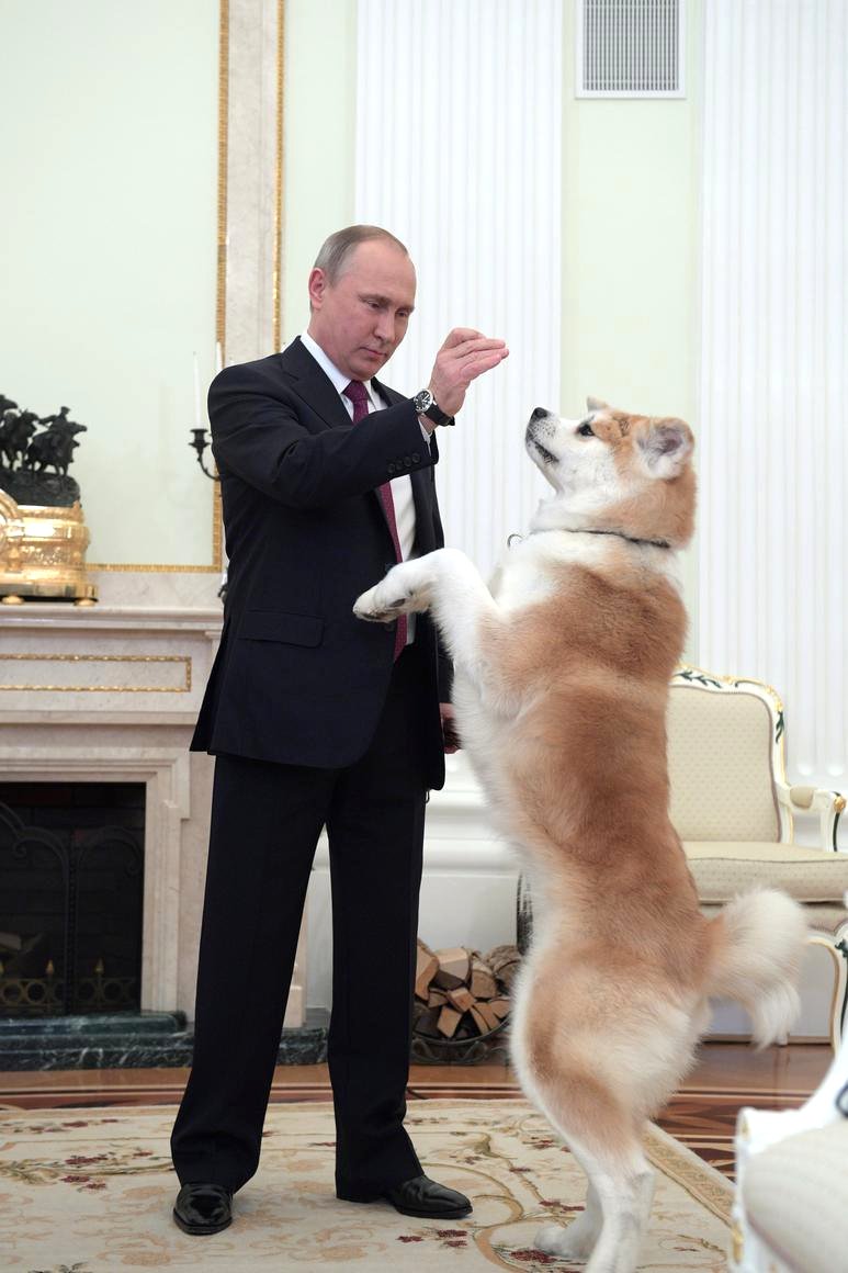 Presiden Rusia Vladimir Putin bersama anjing Akita pemberian Jepang, Yume.  Sumber: Kremlin.ru