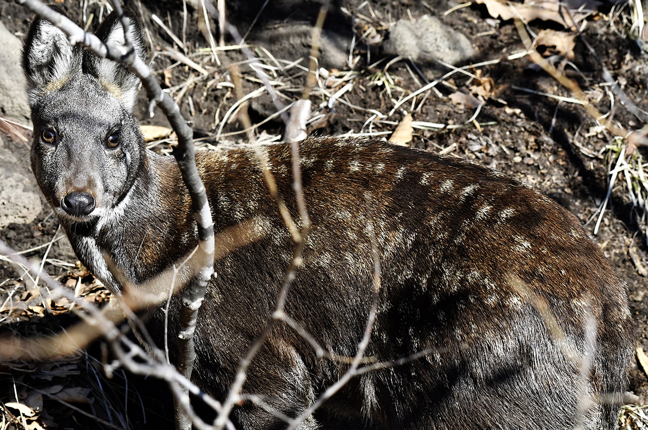 Um cervo almiscarado siberiano se mostra às lentes nas áreas reservadas a animais de casco. Foto: Iúri Smitiuk/TASS