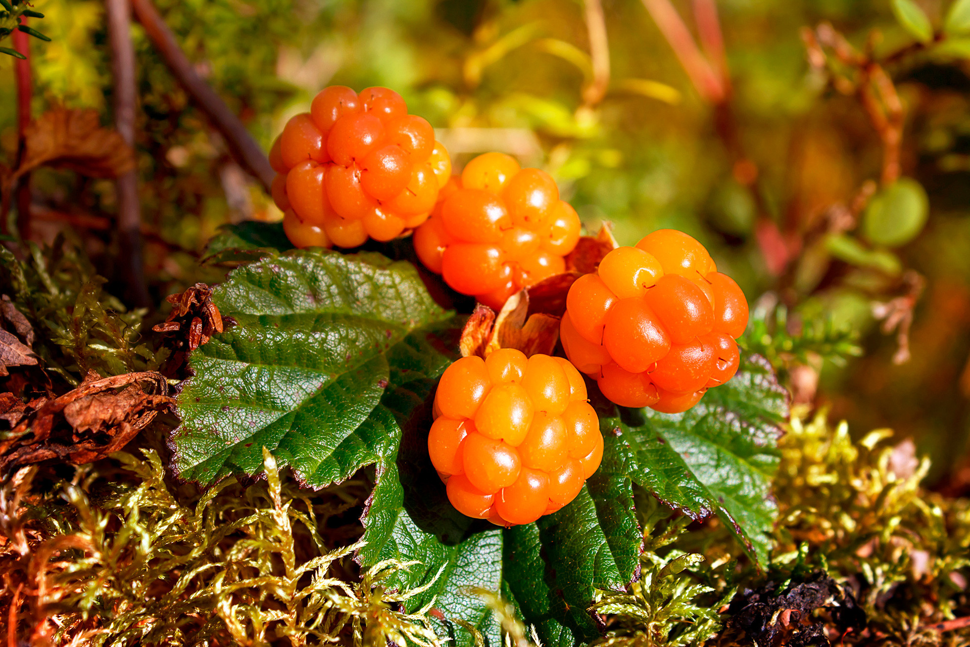 Cloudberry grows in the swamp areas of Russia’s North.
