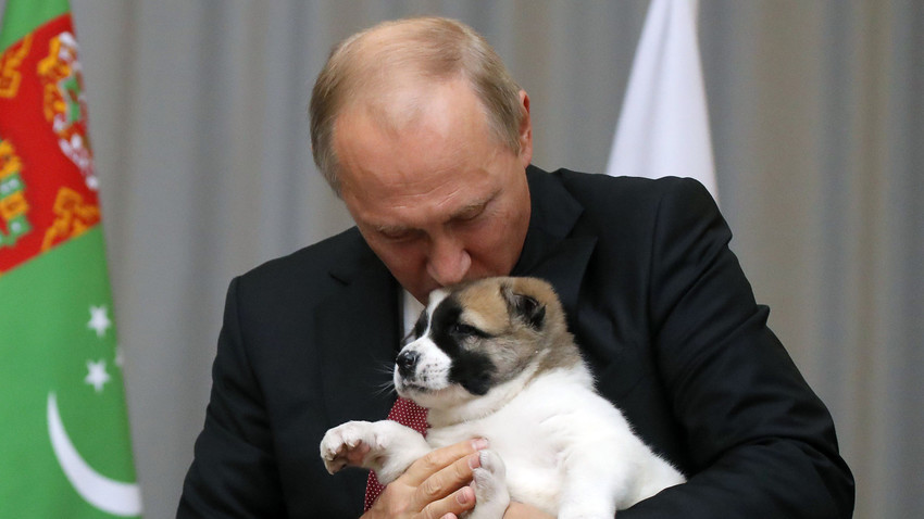Video Alabai Anjing Baru Presiden Putin Russia Beyond