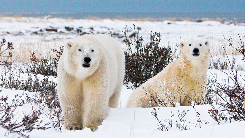 Why are polar bears besieging a village in Russia’s Far East? - Russia ...