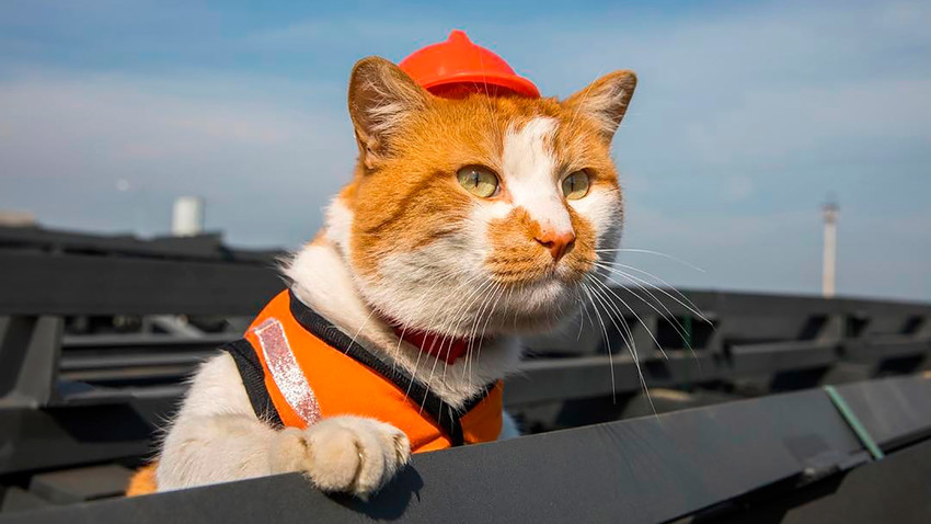 Mostik Le Chat Qui Supervise La Construction Du Pont De Crimee Russia Beyond Fr