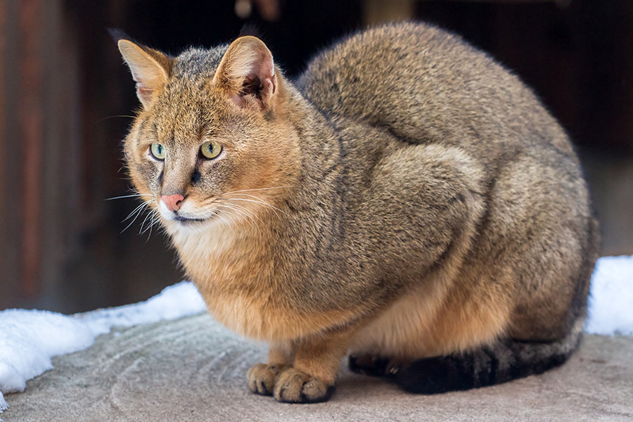 優雅にして狂暴 ロシアの野生のネコ科8種 ロシア ビヨンド