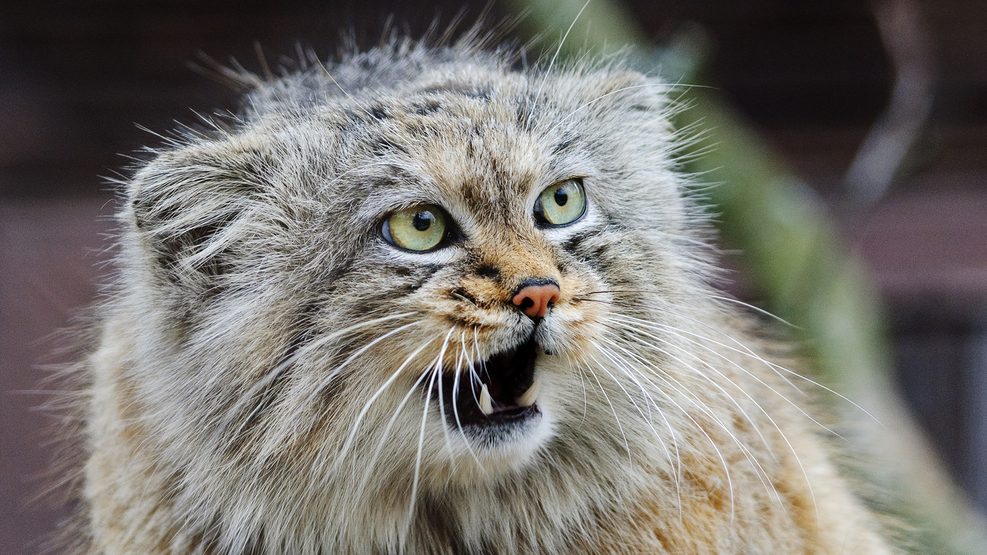 Fast and furrrry: 8 Russian wild cats 