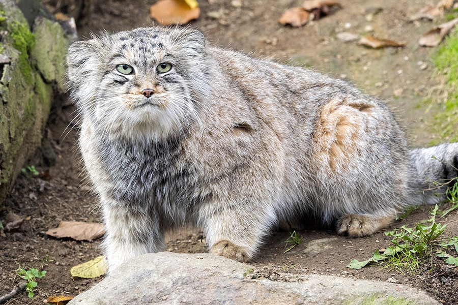 Rare Big Cats