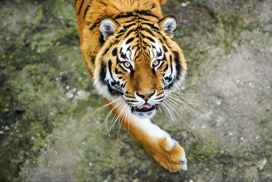 Download 7300 Koleksi Gambar Harimau Terbesar Paling Baru 