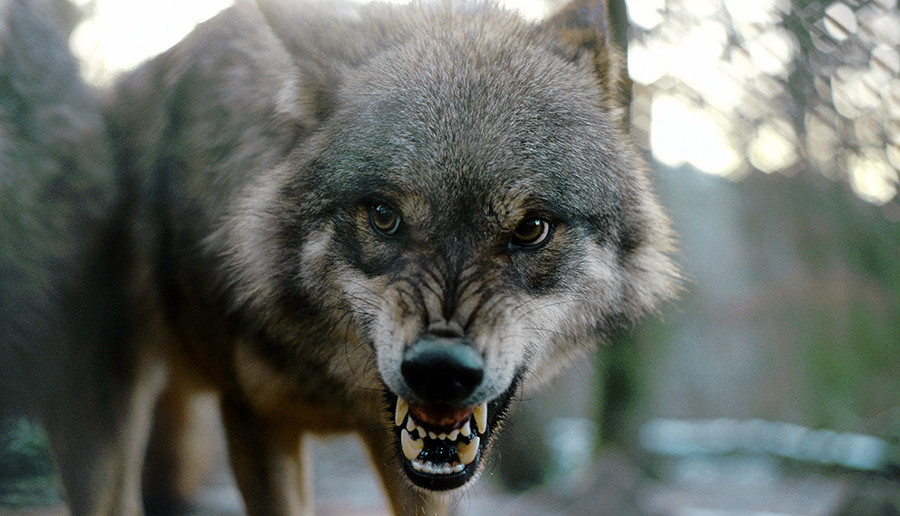 Combien De Temps Vie Un Loup Ce scientifique soviétique qui a tout quitté pour vivre avec les loups