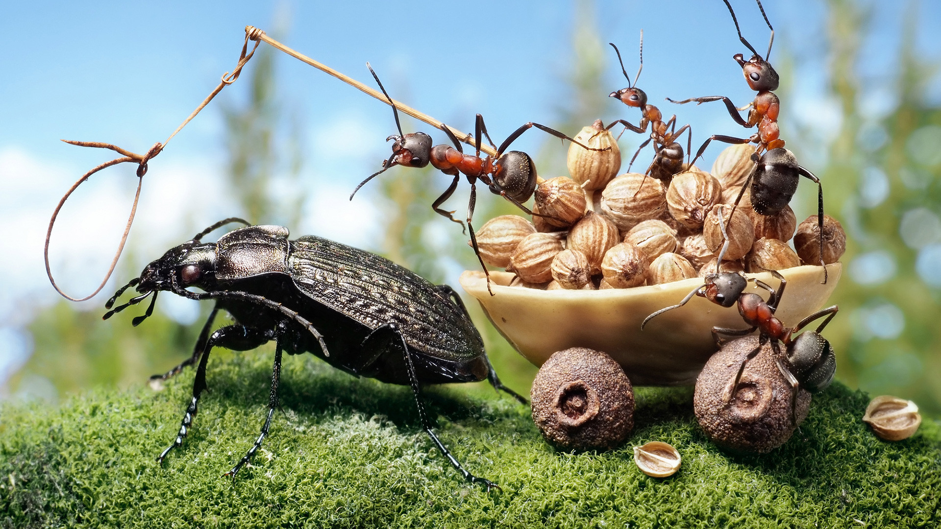 Insect antics Russian photographer snaps stunning pics of complex creatures Russia Beyond