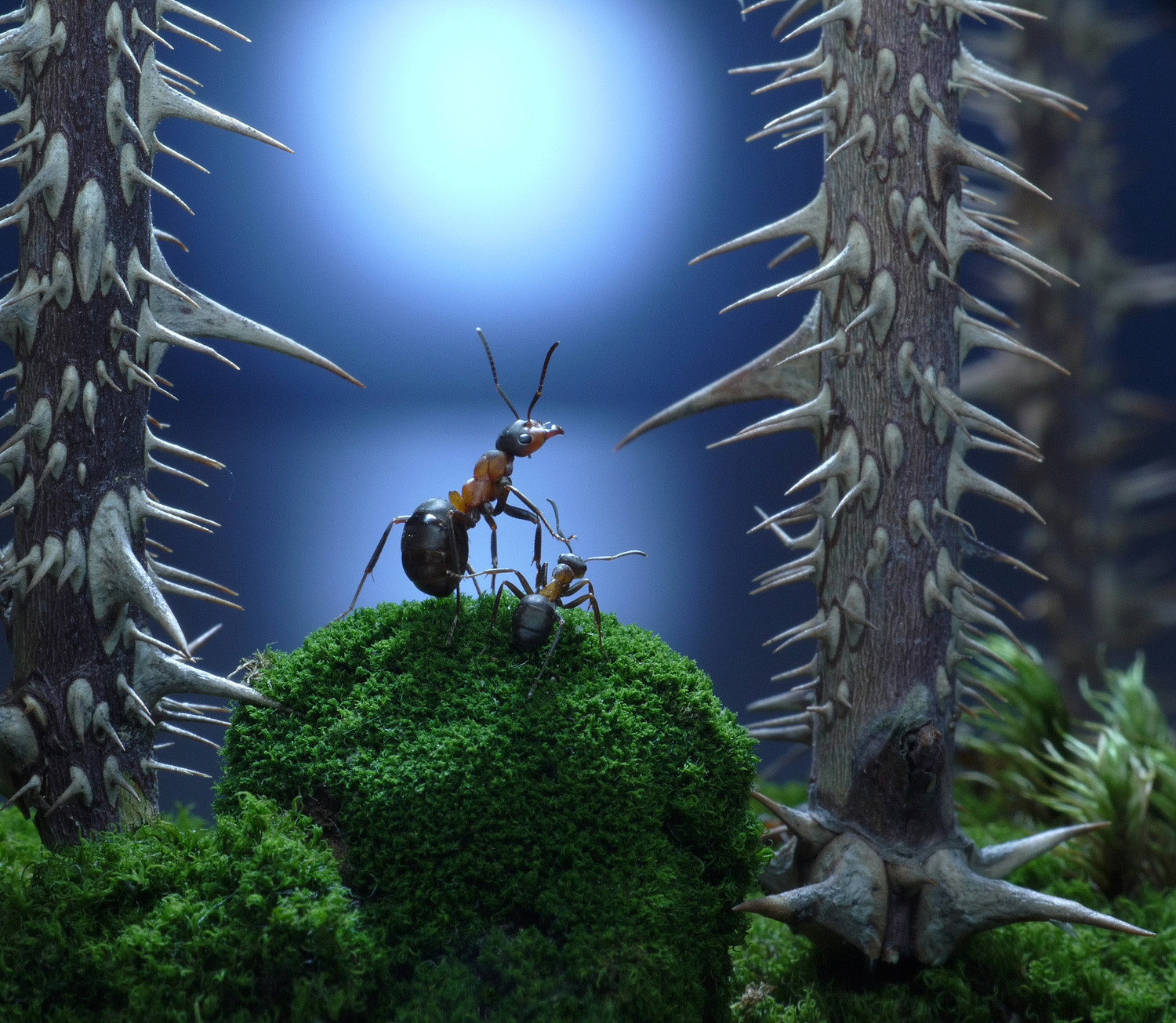 Fourmiliere Interieure : Visitez l'intérieur d'une fourmilière géante au Brésil / 1,867 likes ...