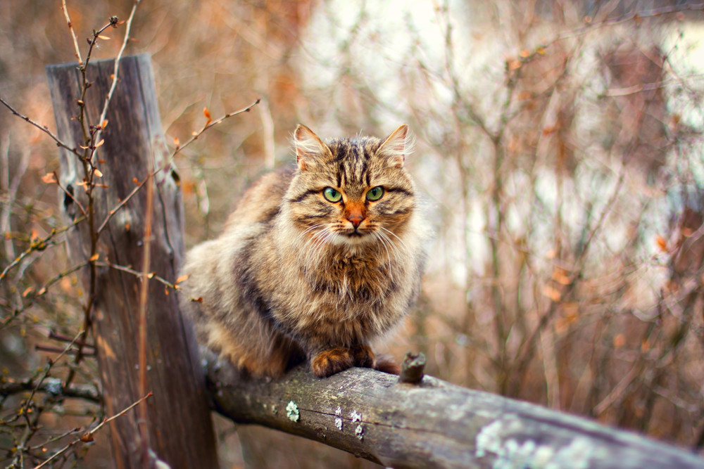 Ces Races Populaires De Chats Originaires De Russie Russia Beyond Fr