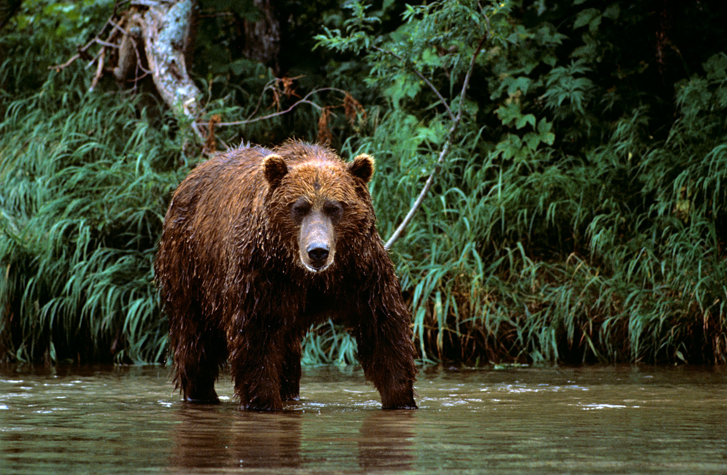 ロシアで命の危険なく熊と出会える場所 ロシア ビヨンド