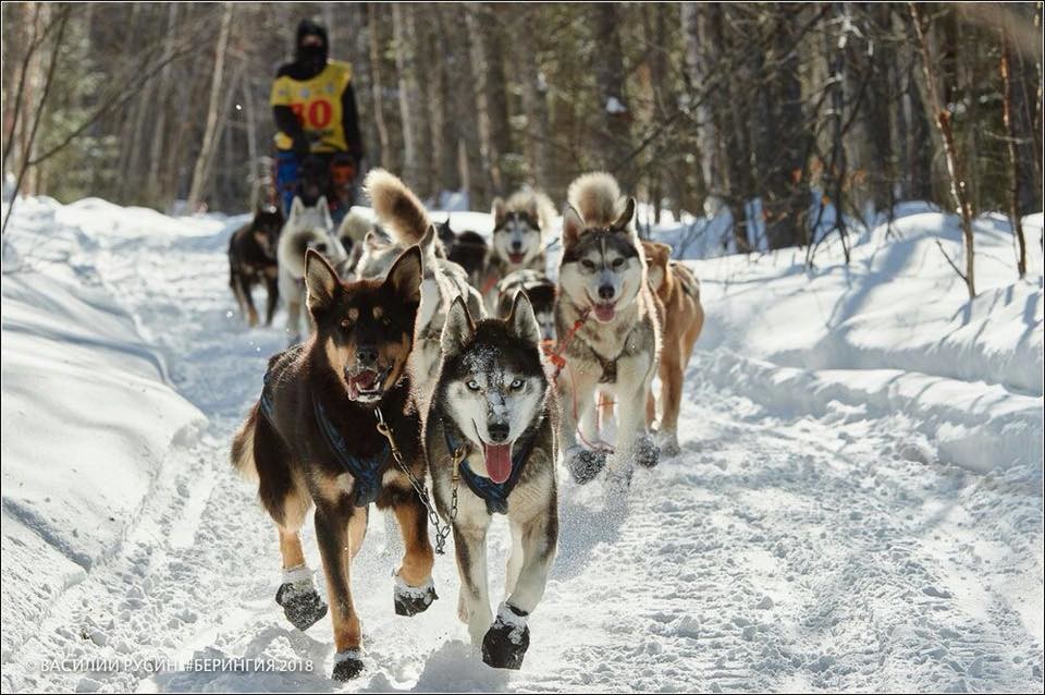 world-s-longest-sled-dog-race-held-in-kamchatka-russia-beyond