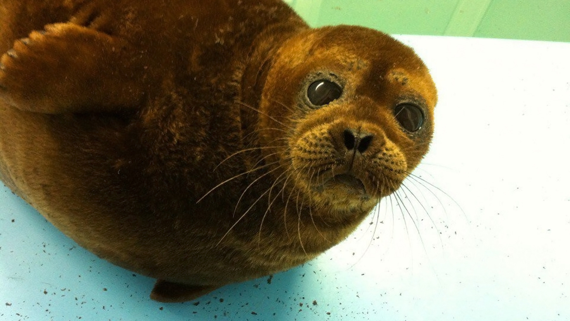 Jatuh Cinta Dengan Manusia, Anjing Laut Dari Sankt Peterburg Enggan Balik  Ke Alam Liar - Russia Beyond