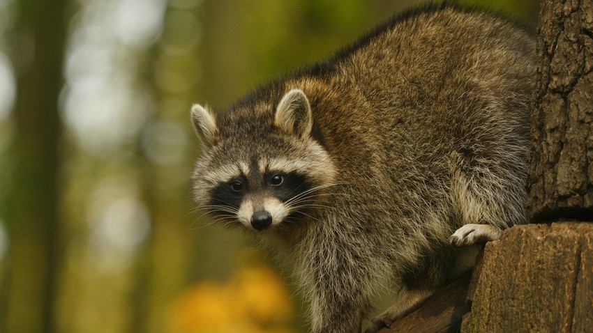 Yesha The Raccoon From Rostov-on-don Vet Clinic Becomes A Local 