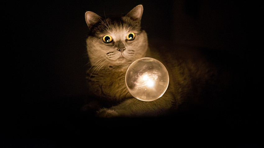 Resultado de imagem para gato e seu poder de cura