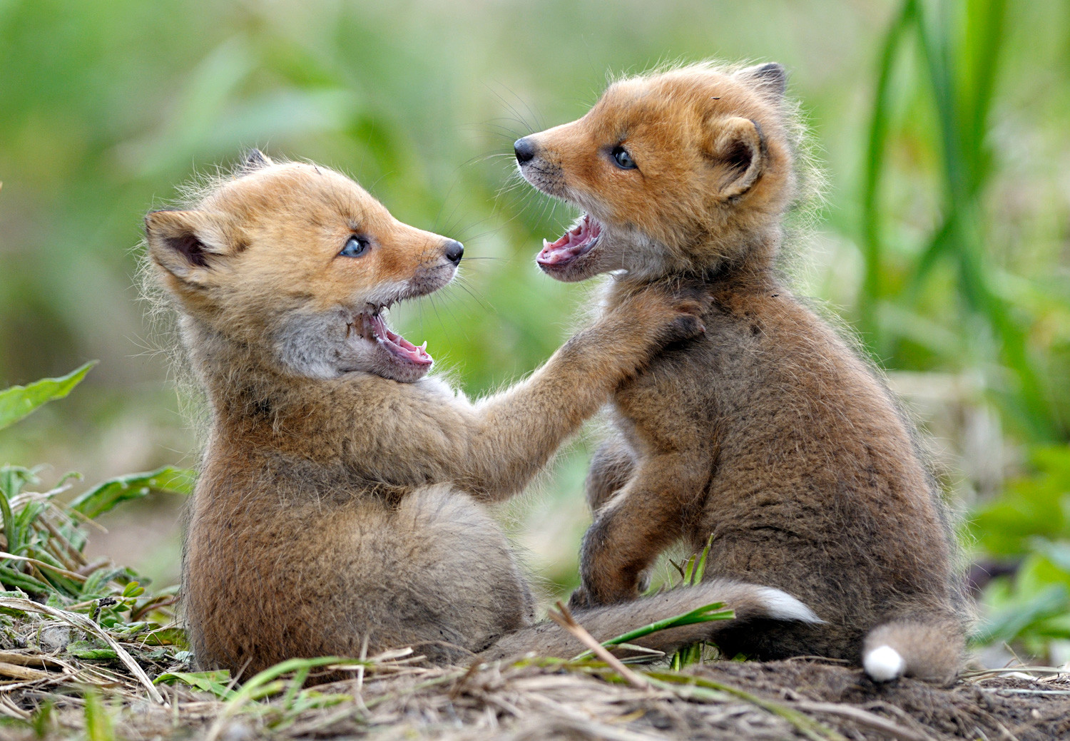 15 Of Russia S Cutest Baby Beasts Before They Turn Savage Russia Beyond