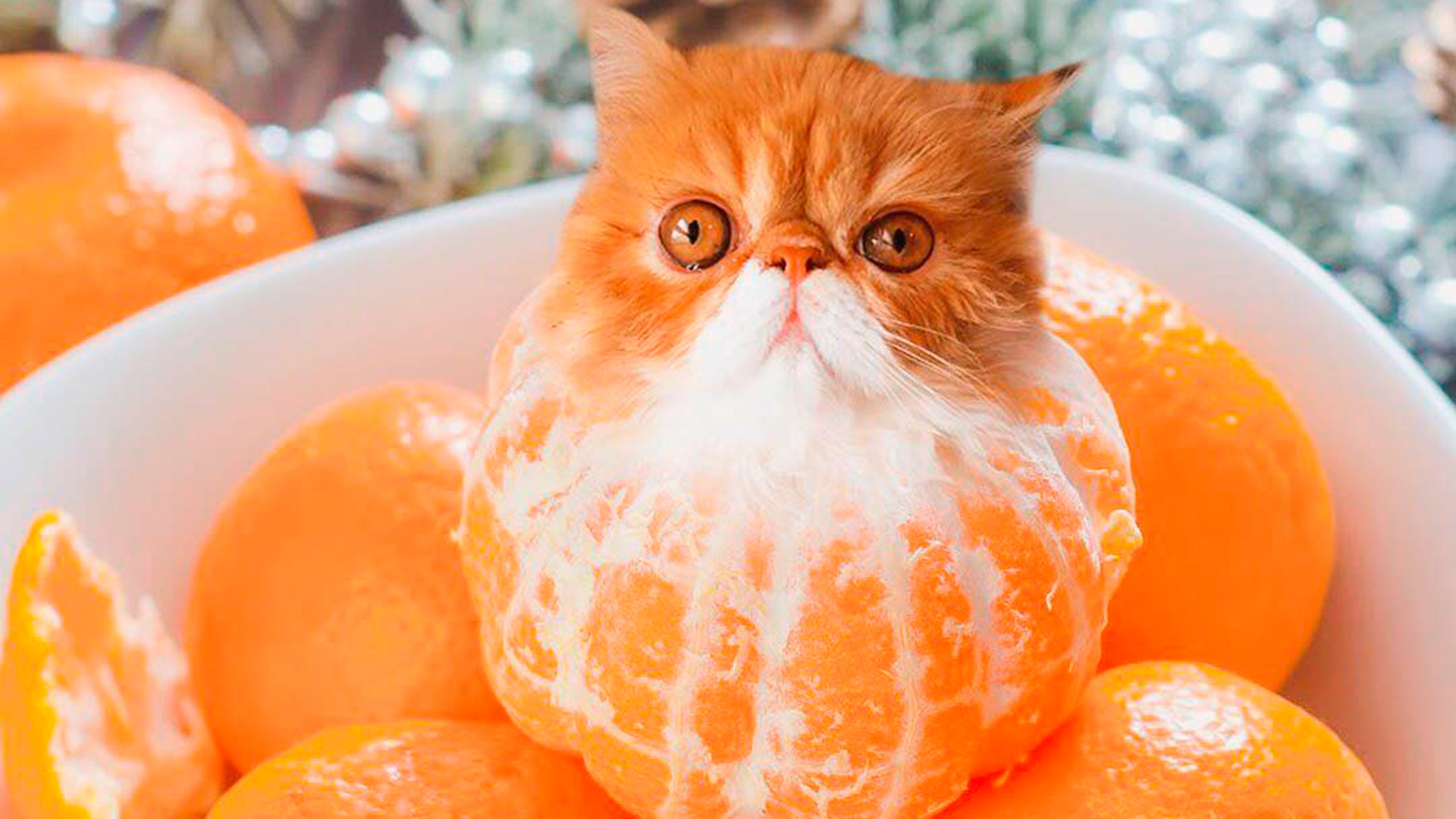 Cats in cake: This Russian artist is mixing felines and food (PHOTOS