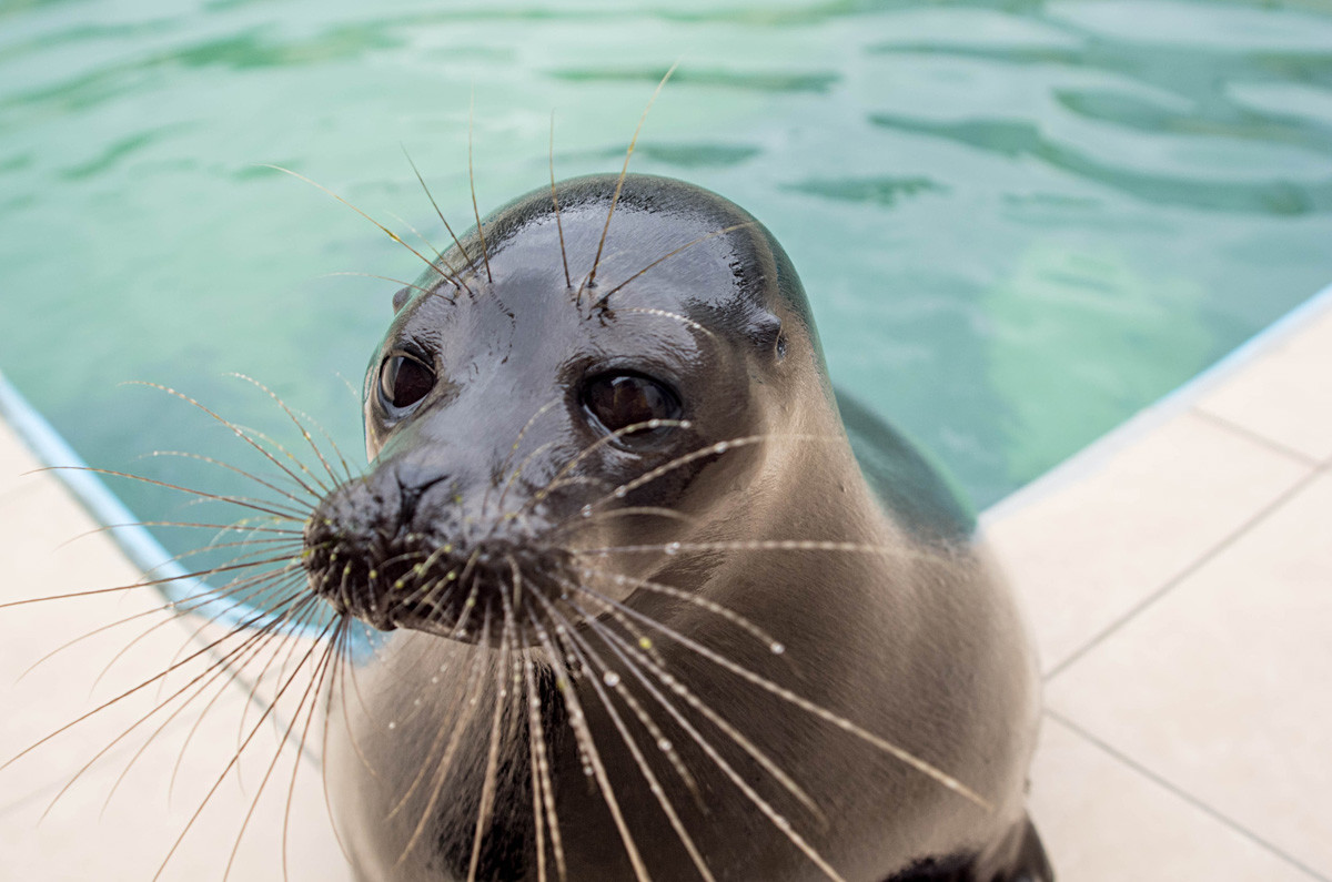 These photos of Kroshik the seal are the cutest thing you'll see today