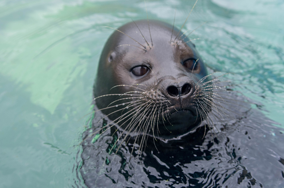 These photos of Kroshik the seal are the cutest thing you'll see today