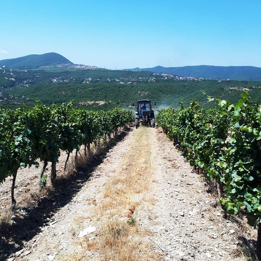 6 vineyards that prove Russia is not only about vodka - Russia Beyond