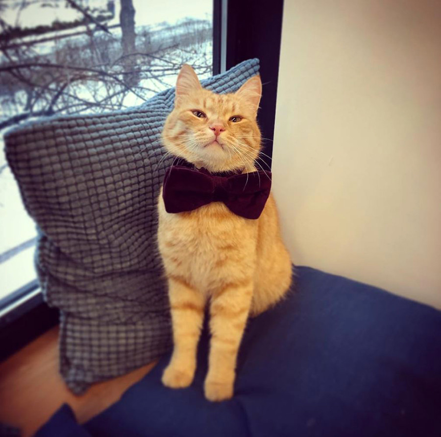 10 cats who ‘work’ for Russian museums (PHOTOS) Russia Beyond