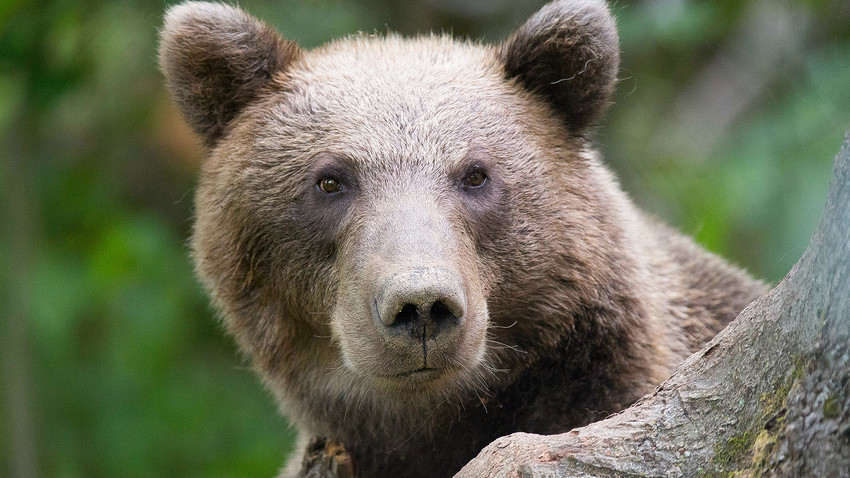 enfermedades del oso grizzly