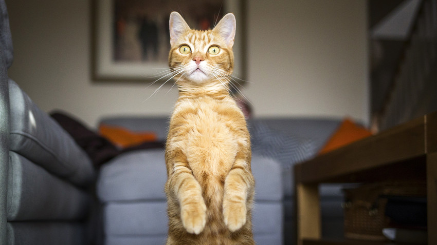 Come Adottare Un Gatto In Russia Russia Beyond Italia