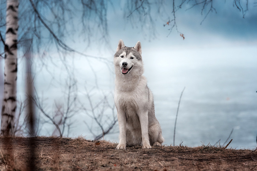 Züchter oder Tierheim Wie man sich in Russland einen Hund zulegt