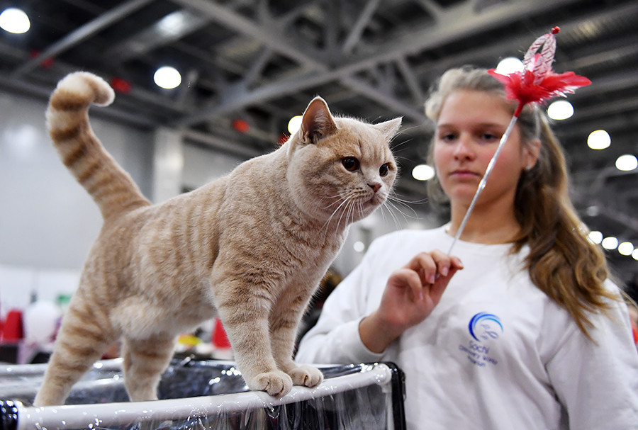 Cara Membeli Kucing  di Rusia Russia Beyond