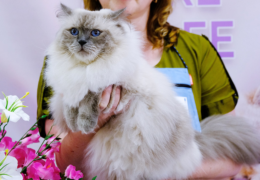 Cara Membeli Kucing di Rusia - Russia Beyond
