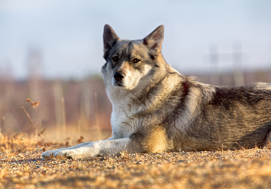 Comment acheter ou adopter un chien en Russie Russia