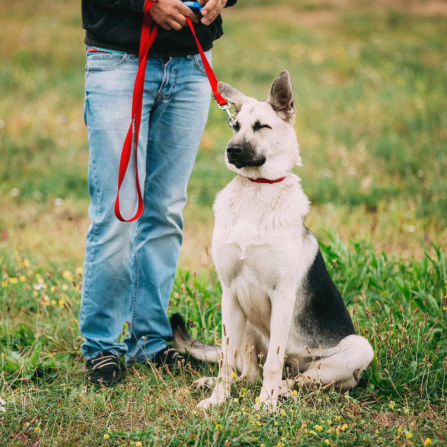 Comment acheter ou adopter un chien en Russie Russia