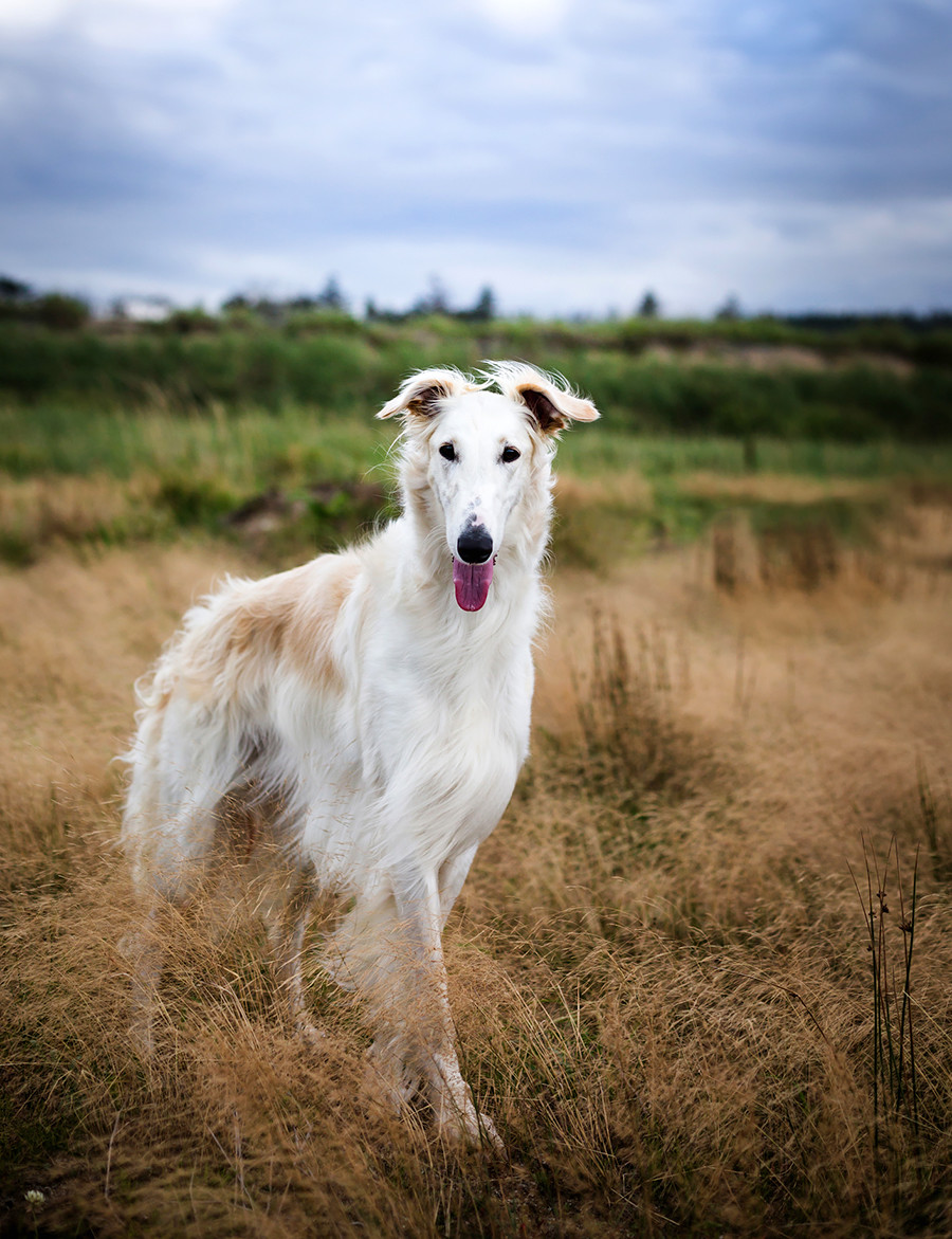 Comment acheter ou adopter un chien en Russie Russia