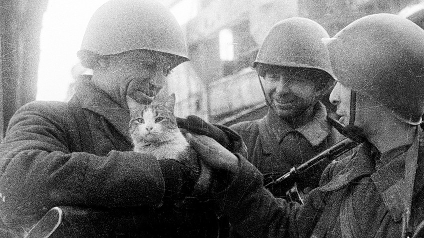 Bagaimana Kucing dan Unta Membantu Soviet Selama Perang Dunia II 