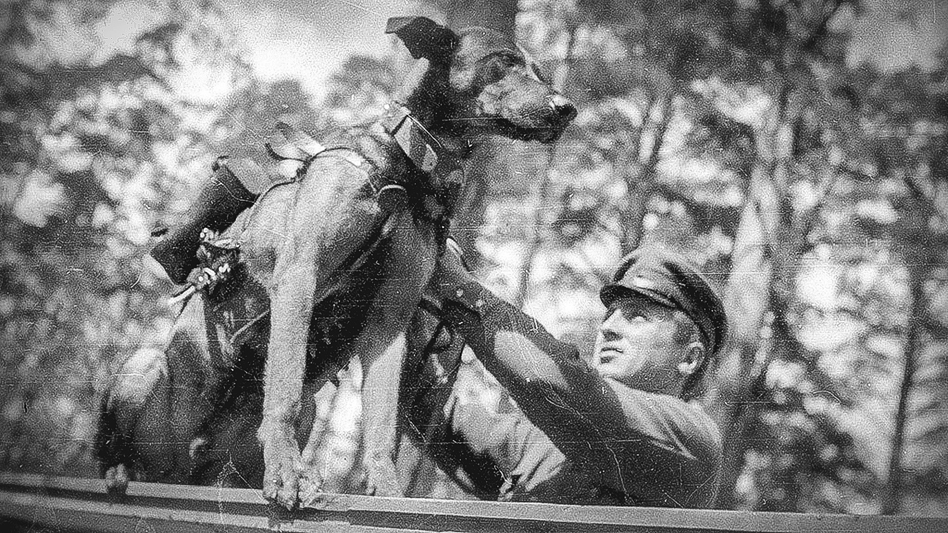 Hasil gambar untuk anjing anti tank soviet
