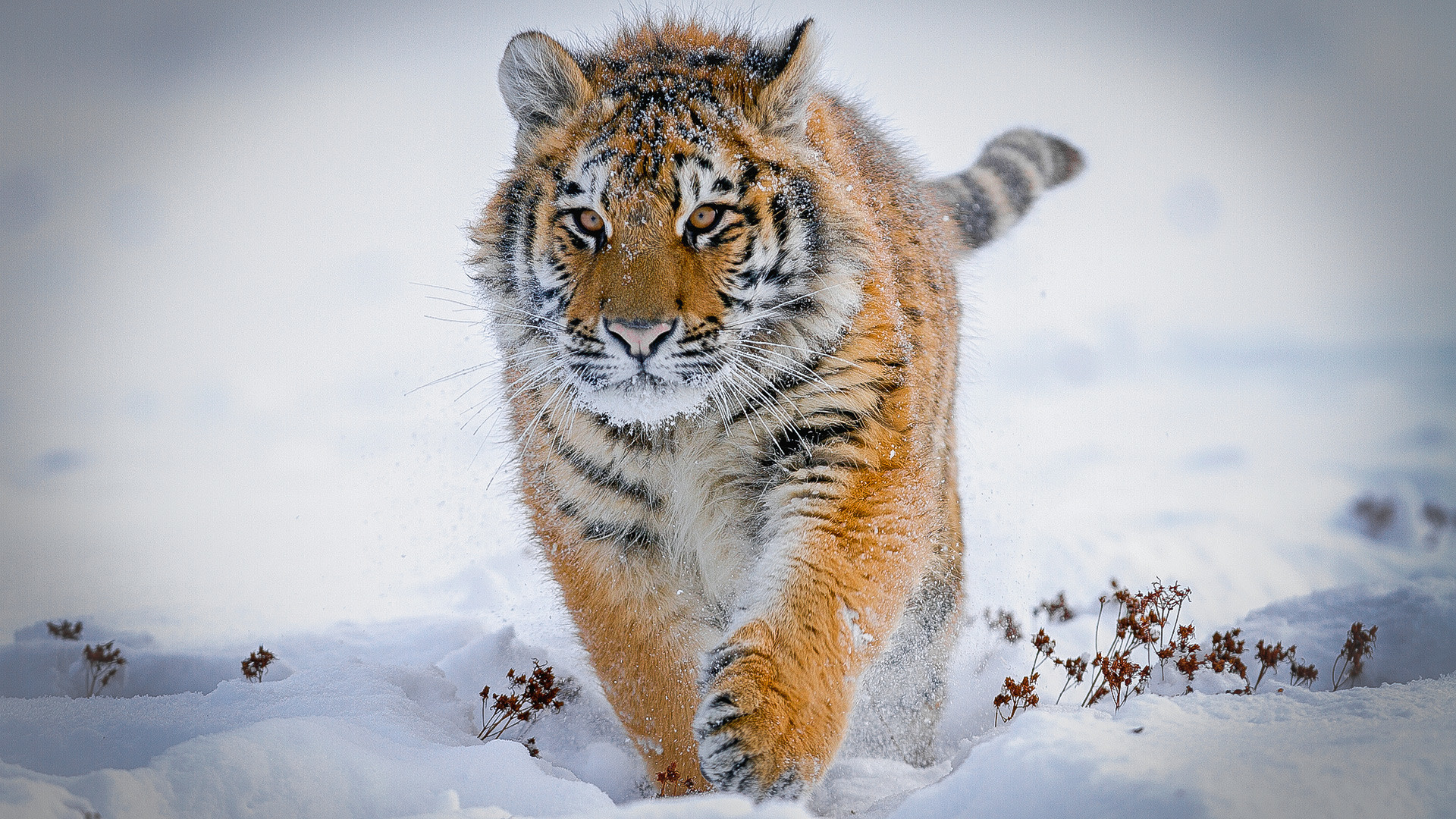 Los 7 Animales Más Bellos De Rusia Fotos Russia Beyond Es