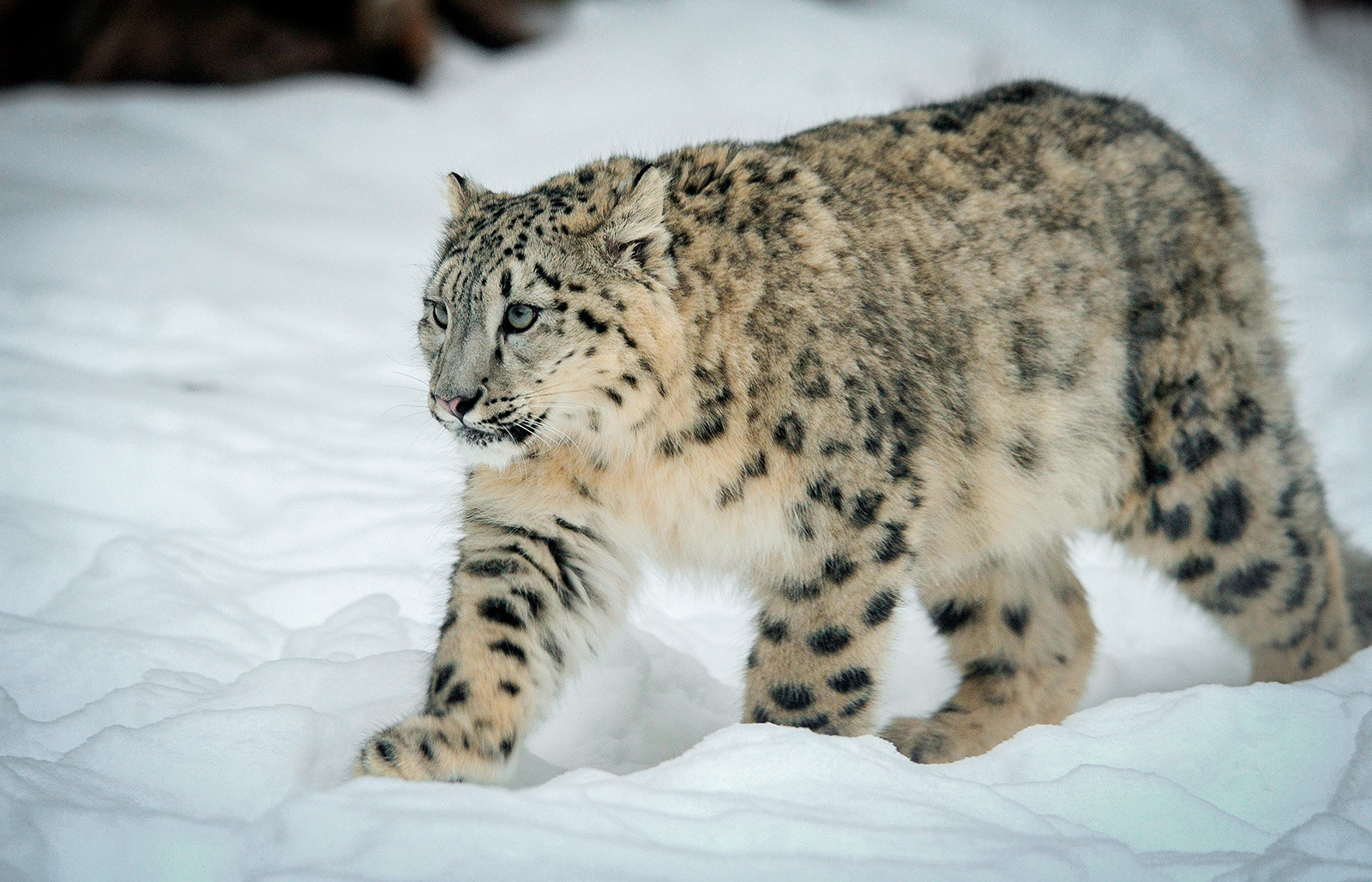 Sept Des Plus Beaux Animaux De Russie Russia Beyond Fr