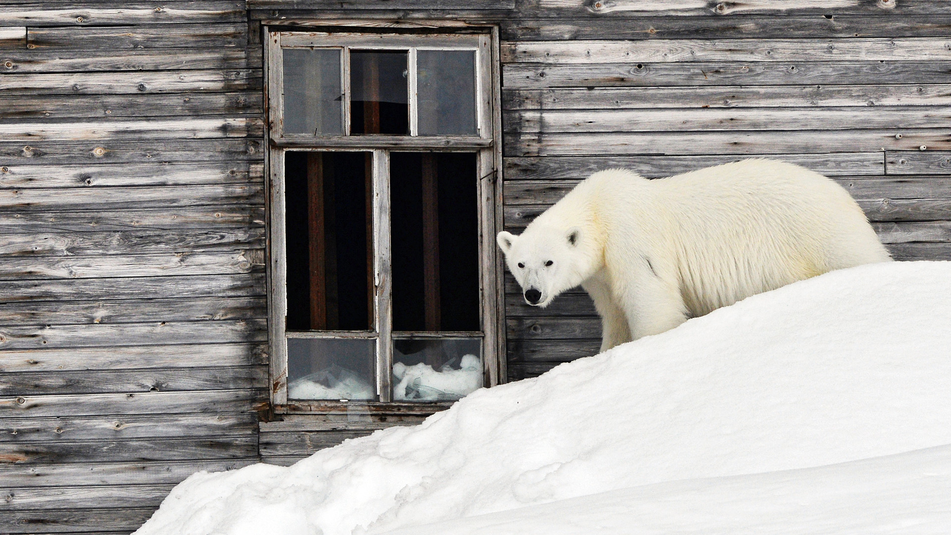 Image result for polar bear enter in houses