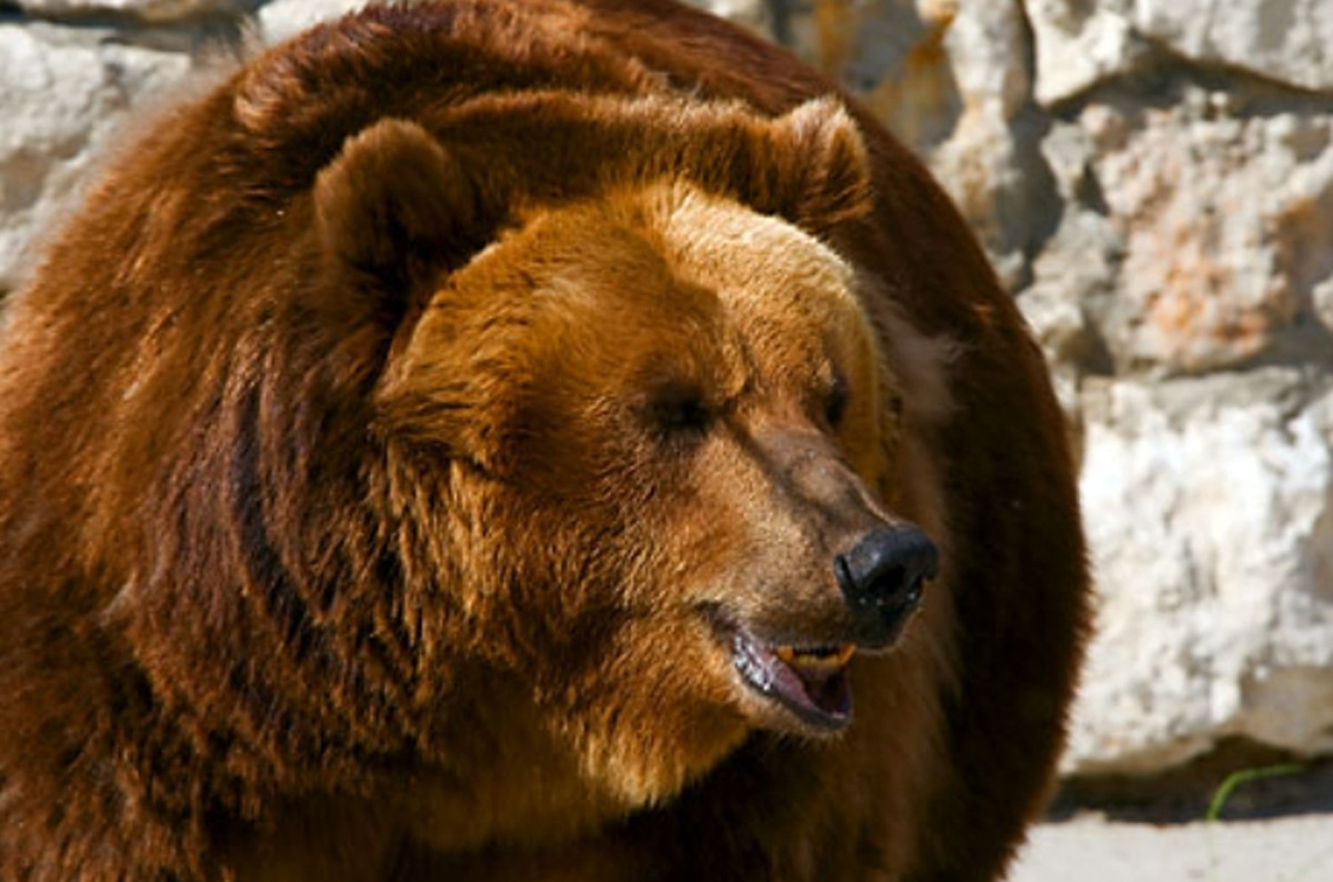 9600 Koleksi Gambar Hewan Beruang Kartun HD