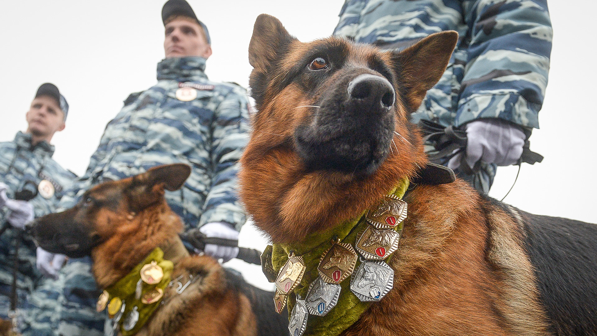 russian german shepherd dog