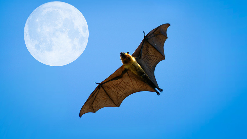 モスクワのコウモリの中に血を吸う種はいるのか ロシア ビヨンド