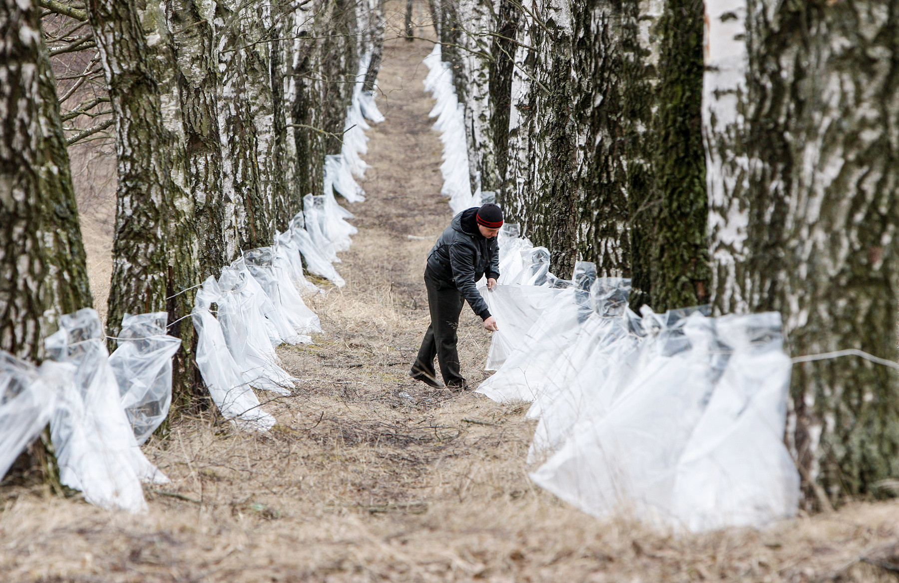 Why Russians Drink Birch Juice Russia Beyond