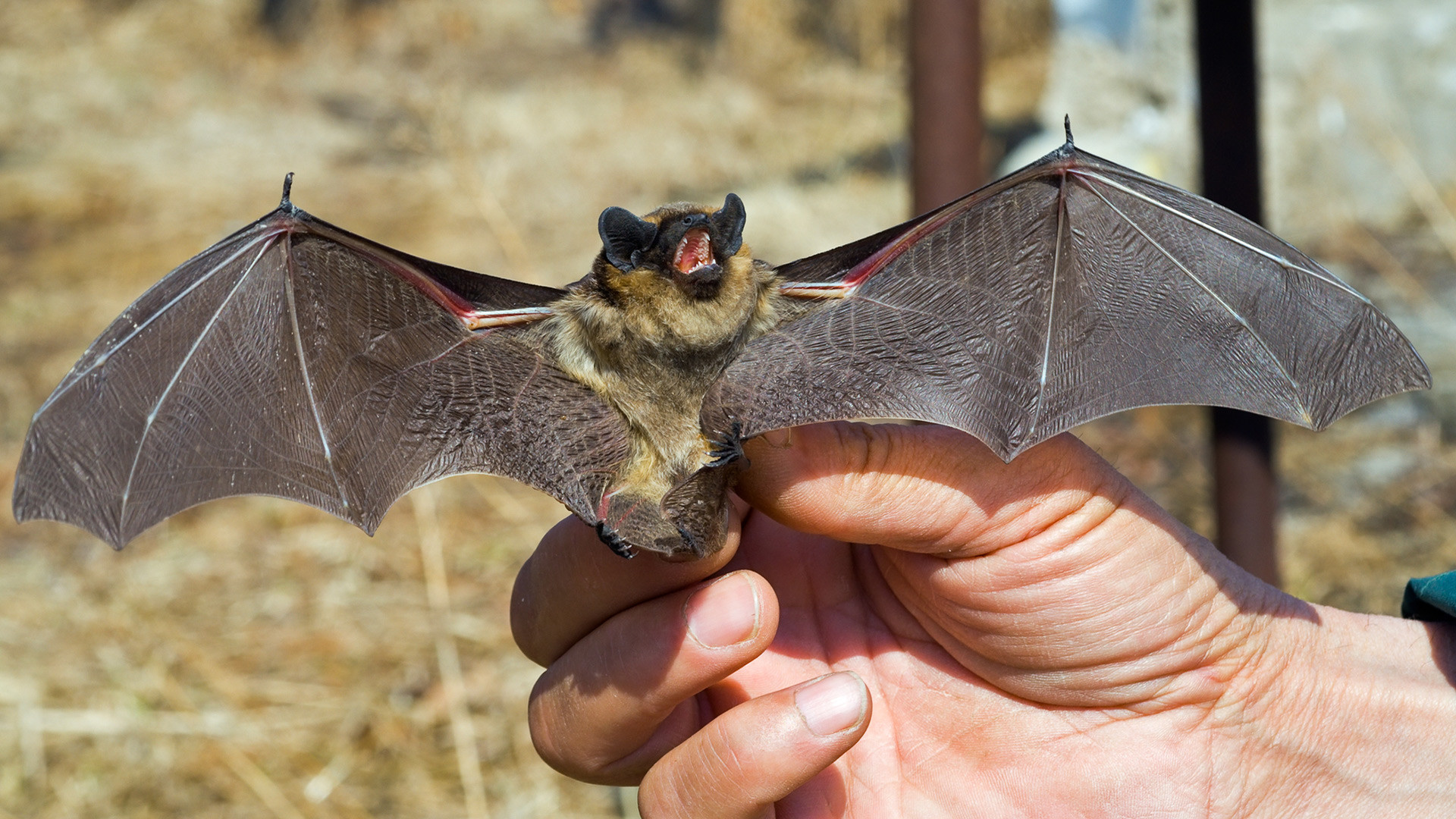 Per Il Riscaldamento Globale A Mosca Arrivano I Pipistrelli