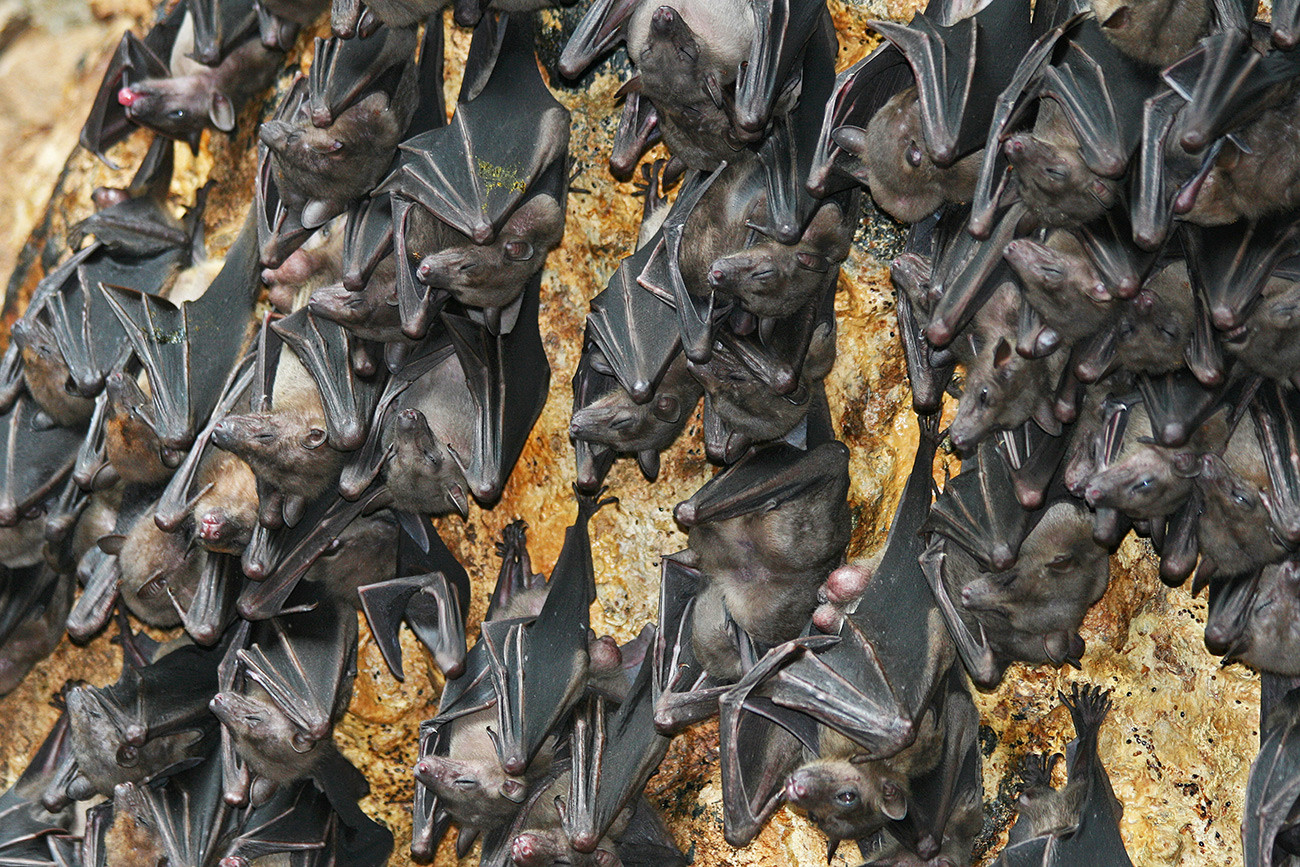 モスクワのコウモリの中に血を吸う種はいるのか ロシア ビヨンド