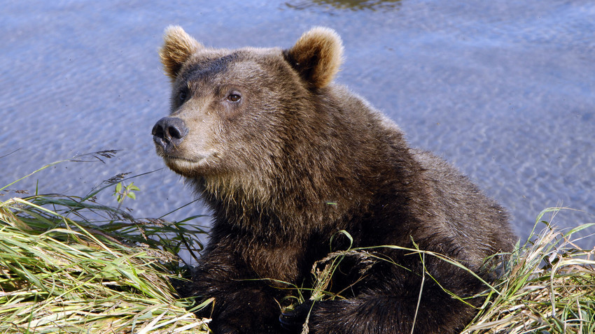 vídeo registra urso roubando comida de caçador assista russia beyond br