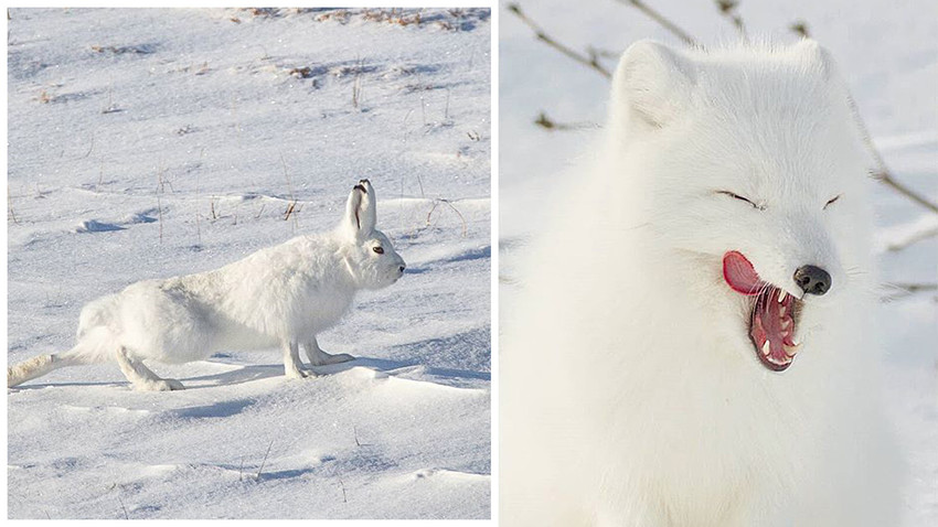 タイミルに生息する動物たちの感動的な写真12選 ロシア ビヨンド