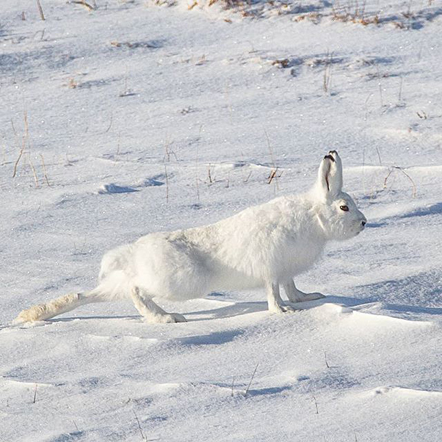 タイミルに生息する動物たちの感動的な写真12選 ロシア ビヨンド