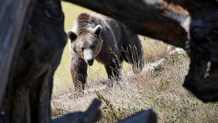 Bear happens