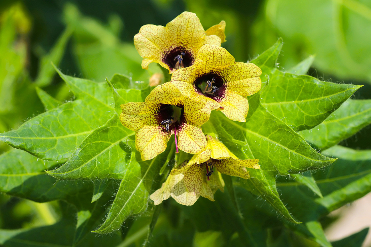 ロシアで気をつけるべき毒のある植物7種 ロシア ビヨンド